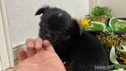 成約済の兵庫県のチワワ(ロングコート)-283693の7枚目